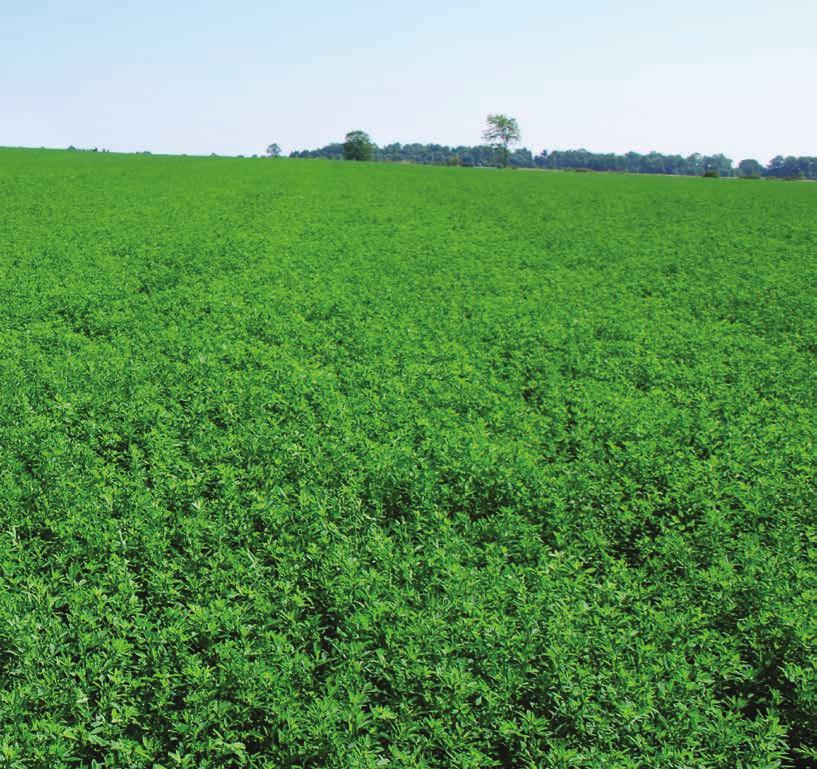 ALFALFA TECHNOLOGY. GENETICS. BETTER YIELDS. WE CONTINUE TO DELIVER ON OUR HYBRID ALFALFA BREAKTHROUGH BY INCREASING YIELD WHILE MAINTAINING QUALITY. OUR MISSION FOR EVEN BETTER YIELDS CONTINUES.