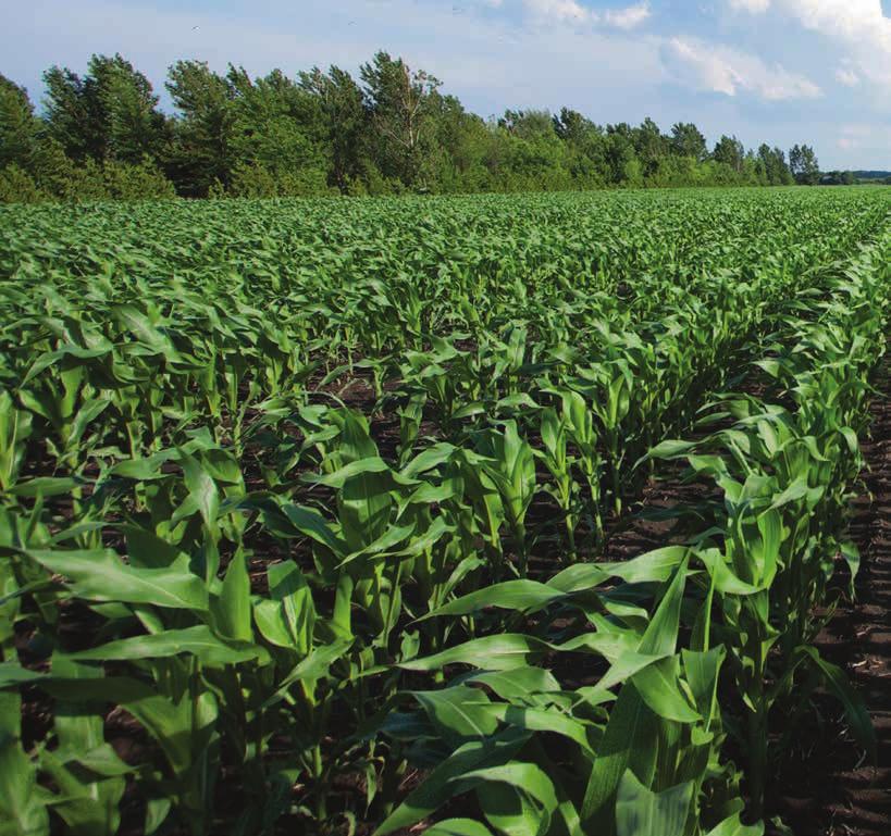 CORN PREPARATION. PLACEMENT. IMPROVED PRODUCTIVITY. WE OFFER CORN HYBRIDS SUITED FOR A WIDE RANGE OF NEEDS AND GROWING CONDITIONS.