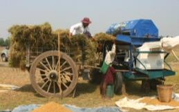 Farmers practice (FP) Example: Postharvest Situation