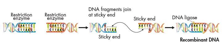 Combining DNA Fragments Recombinant-DNA technology joining together DNA from two or more sources makes it possible to change the