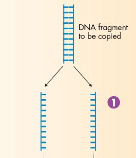 Polymerase Chain Reaction Once biologists find a gene, a technique known as polymerase chain reaction