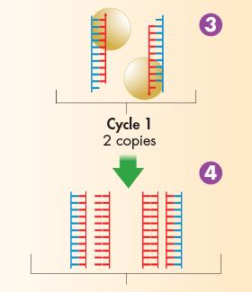 Polymerase Chain Reaction 3. DNA polymerase copies the region between the primers.