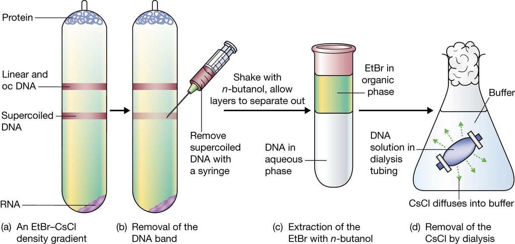 Purification of plasmid DNA with EtBr