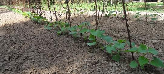 apply biochar on various crops such as water melon, papaya and cucumber