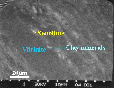 Mineral associations in WV coals from WVGES Monazite (less commonly xenotime): REE (PO 4 SiO 4 ) weathered from granite as micron-sized particles Does not dissolve in weak