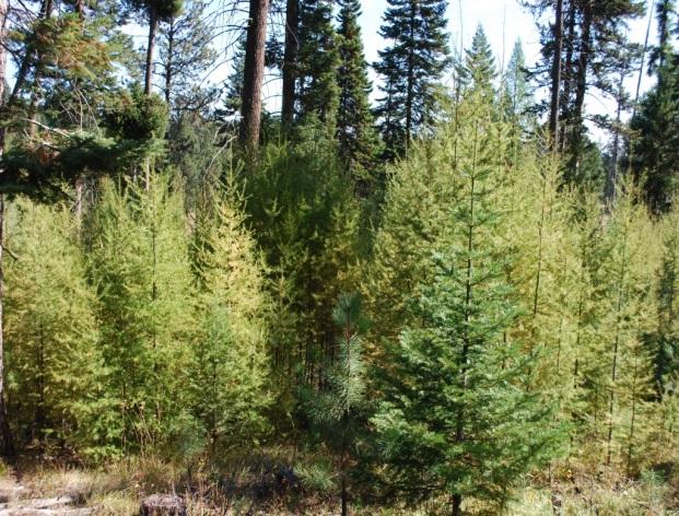 How effective is accelerated forest restoration in a complex system of overstocked