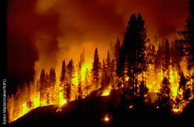 Management of Wildland Disturbances: Fire, Insects, Disease, Invasive Species, and Herbivory Fire suppression and lack of active silviculture in forest environments has led to uncharacteristically