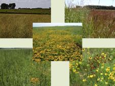 production:~70 acres 60 acres switchgrass Prairie cordgrass,