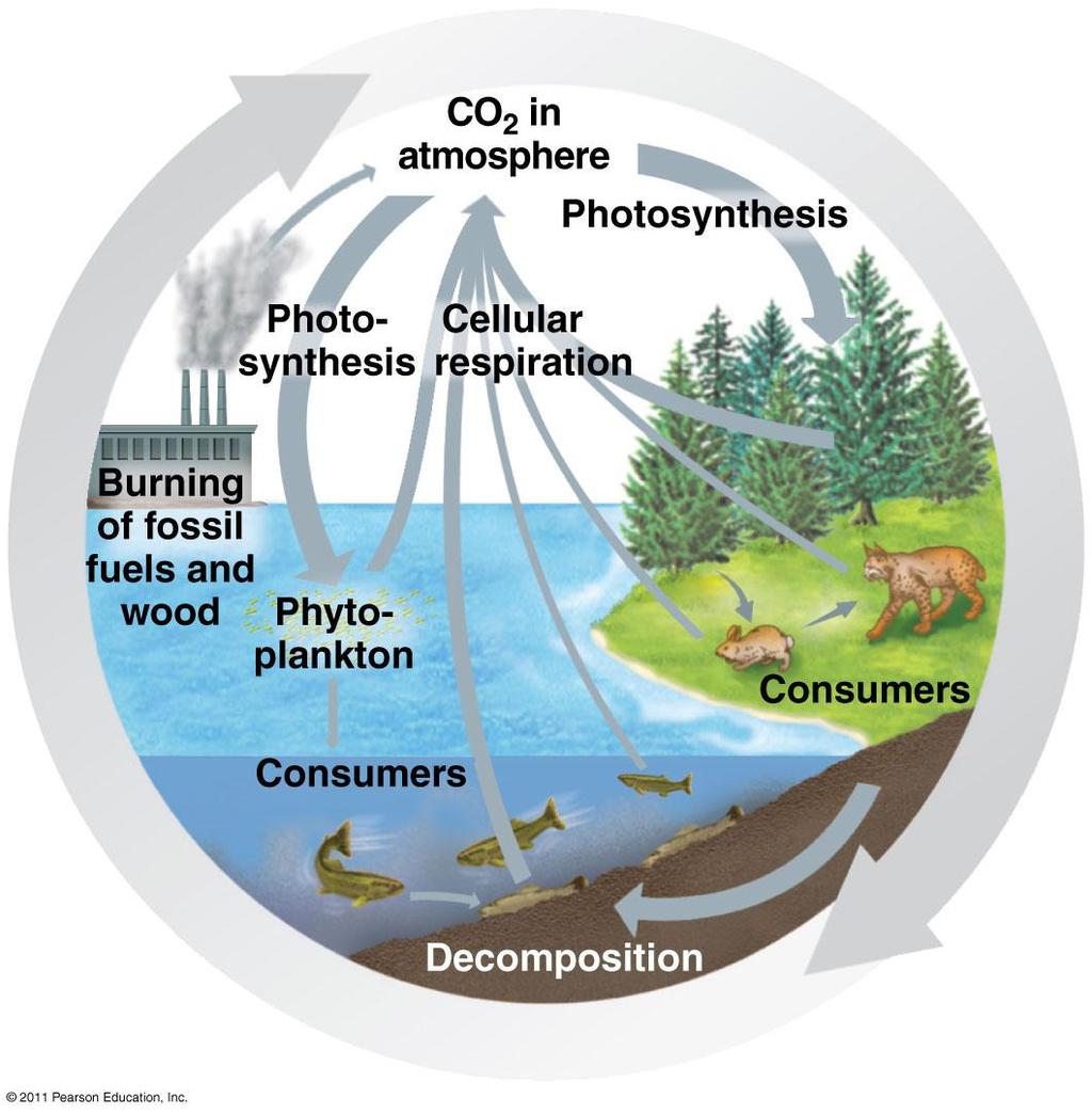 Carbon Cycle CO 2 removed by