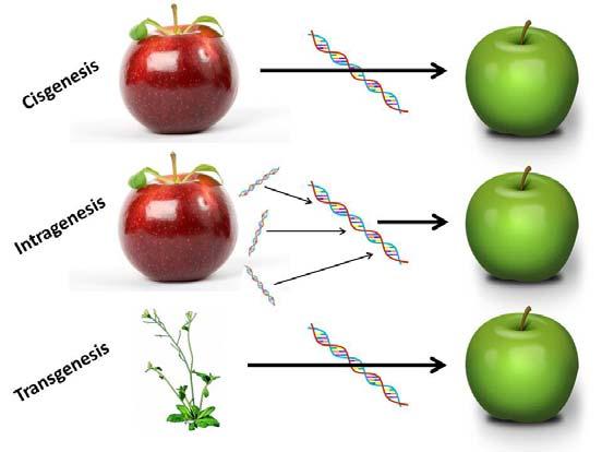 Scientific description A GMO, as discussed back in the 1980s and outlined in the EU Directives, carries genetic material often from a completely different species that has been prepared outside of