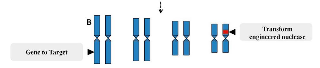 2. They may work in conjunction with another nucleic acid (either RNA or DNA) inside the
