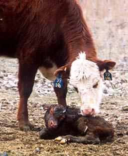 breeding to identify freemartins, immature tracts, cysts, anestrous, pregnancy or other issues; reproductive tract scores should be at least a 2 To calve by the economically-desirable 24 months of