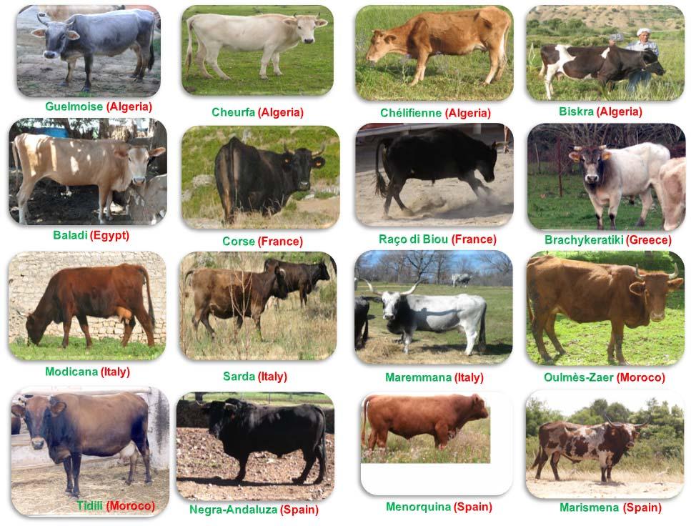 Some of the breeds