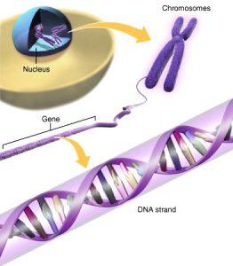 Genes DNA is segmented into parts called genes.