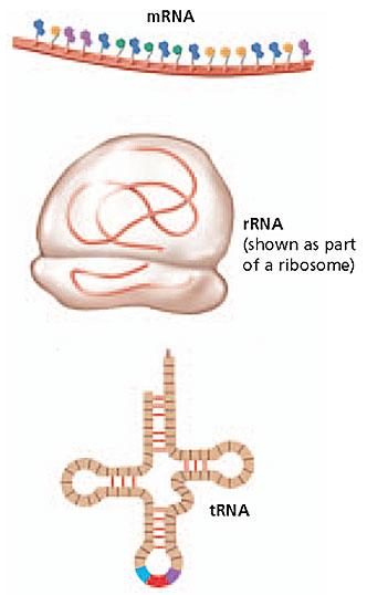 Types of RNA Types of RNA Cells have three major types of