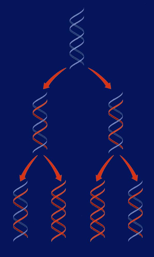 DNA Replication Each new DNA molecule is made of one strand of