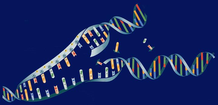 New DNA molecule Free Nucleotides Original DNA