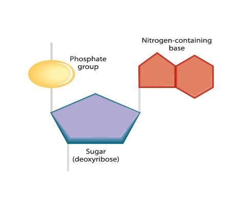 Nucleotides: building blocks of DNA (and RNA) A DNA nucleotide a 5-carbon deoxyribose sugar a