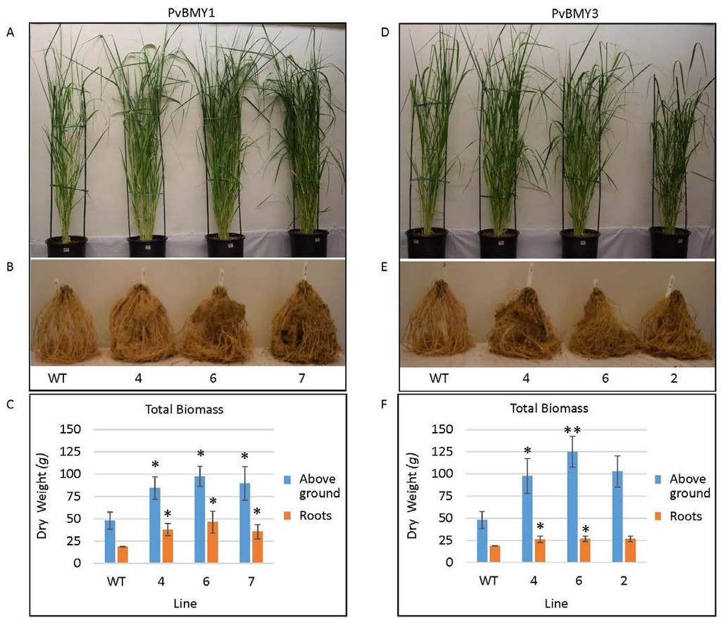Global Regulatory Genes in Switchgrass Transgenic plants produced genes expressed from strong promoter active in green tissue Increases in aboveground and root biomass observed C4001 (PvBMY1) C4003