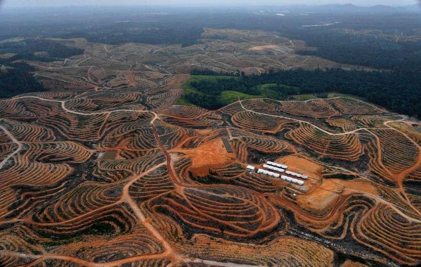 Oil palm expansion is often criticized as causing