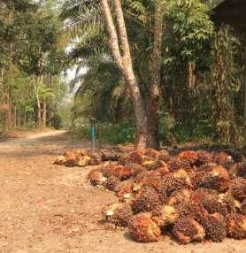 Despite deforestation, Indonesia became the number 1 producer of palm oil.