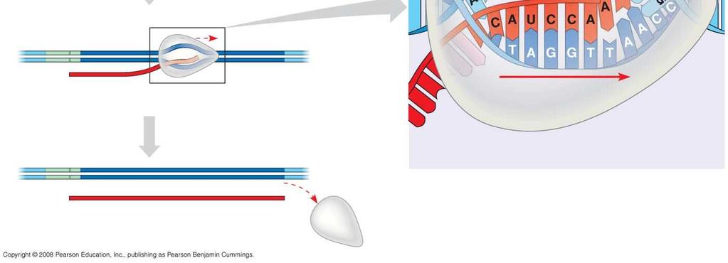 Elongation RNA polymerase end RNA nucleotides Rewound DNA RNA transcript 3 Termination