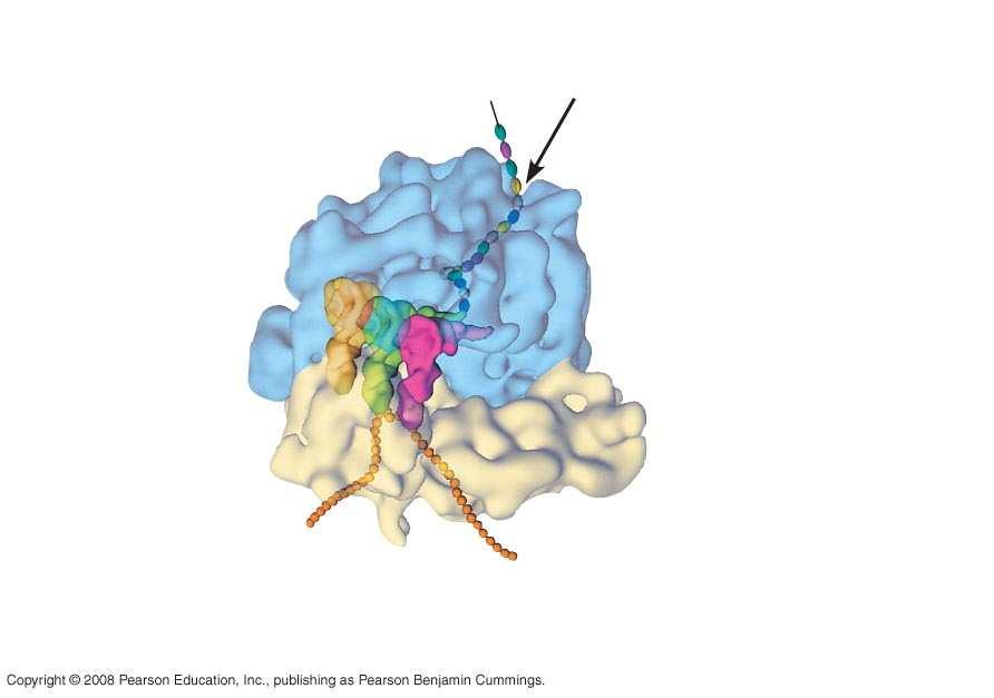 Fig. 17-16a trna molecules Growing polypeptide Exit tunnel E P A