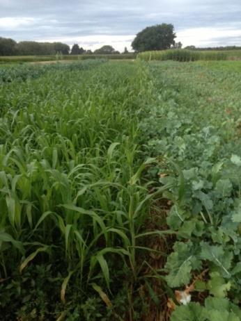» Hypothesis: Forage crops can be selected that