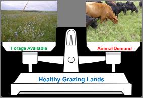4 legs and a rumen for a reason Meet the nutritional needs of the livestock from standing pasture Challenge of Availability &
