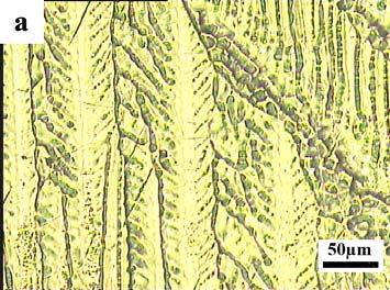 Bakhtari- Effects of a small addition of Mn on modifying the coating thickness.. 5 Fig. 4. Optical micrograph of feathery structure of the coatings containing0.01 wt.