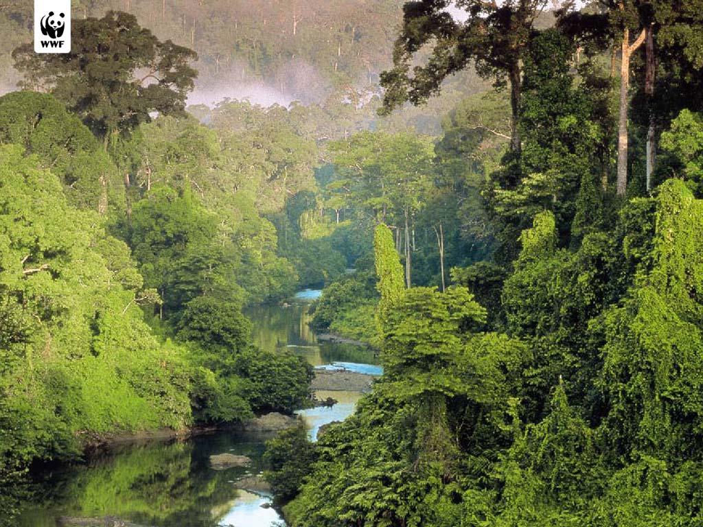 Rainforest in the region of Southeast Asia Johanna Wolter Climate and