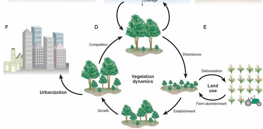 Ecosystem Model Must Incorporate Vegetation