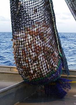 Fisheries Conservation practice The use of small mesh nets can result in too many young