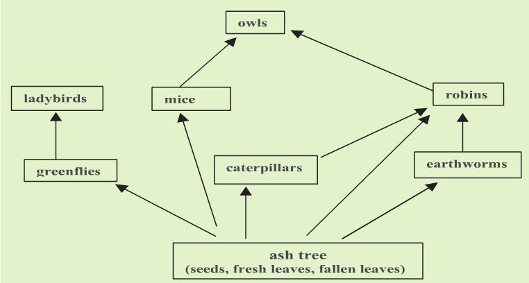 Food Web Food chain = Ash tree Caterpillars Robins Owls Producer =Ash tree Primary consumer =