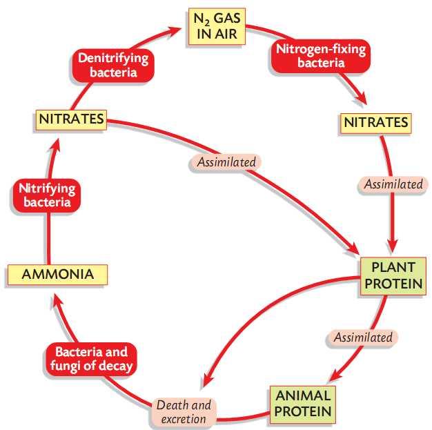 Nitrogen Cycle Nitrogen is the most abundant gas in air. It takes up 70%. The Nitrogen is taken out of the air by Nitrogen fixing bacteria. The bacteria live on the roots of plants.