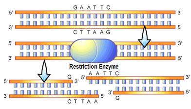 B. Restriction Enzymes: specialized proteins used to cut DNA 1. A restriction enzyme recognizes one specific DNA sequence. 2.