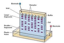 C. Gel Electrophoresis: process of separating DNA fragments using an electric current 1. DNA is negatively charged, therefore it will be attracted to a positive charge. 2.