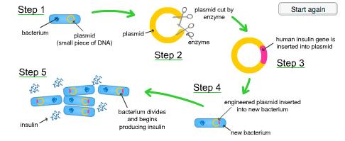 E. coli is a bacterium that is very easy to grow in the lab.