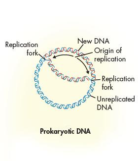 Prokaryotic In most prokaryotes, DNA replication does not start until regulatory proteins bind to a single starting point on the chromosome.