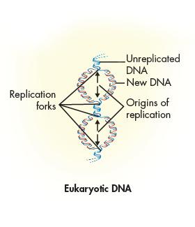 Eukaryotic Eukaryotic chromosomes are generally much bigger than those of prokaryotes.
