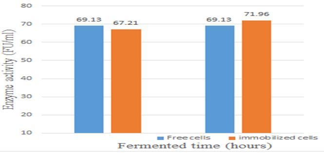 From the investigating results obtained from biosynthesis of nattokinase enzyme process based on fermentation time, we conducted fermenting immobilized cells and fermenting free cells with the same