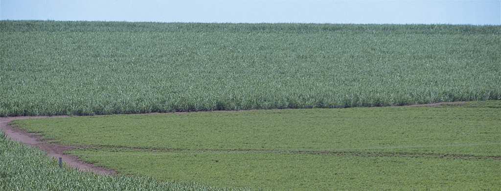 EVOLUTION OF BRAZILIAN SUGARCANE PRODUCTION Sugarcane area and yield (1980 = 100) 600 Deregulation