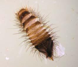 Like hairy caterpillar but has no prolegs Varied carpet beetle larva In drawers, underneath furniture pillows, heating ducts,