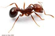 Fire ants 2 node ant no