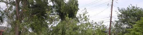 Immediately following storm Remove all hazards: Fallentree orbranch near power lines Broken, cracked,