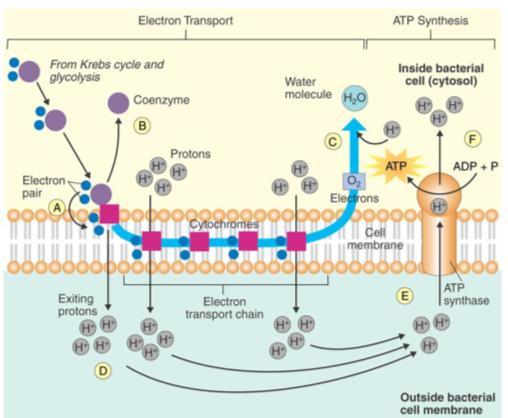 The Krebs cycle Sometimes, pyruvate can be processed via the Krebs cycle ~8 reactions Endproducts: ATP NADH+ / FADH 2 Carbon Dioxide Electron Transport Chain: RESPIRATION Requires electrons and