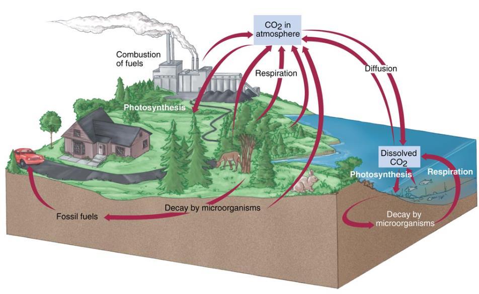 The Cycles of Elements in the Environment There s a limited amount of carbon, sulfur, phosphorus, nitrogen, etc. in the biosphere.