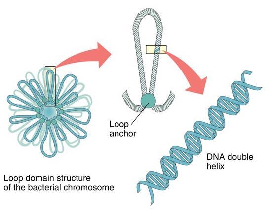 Bacterial DNA DNA is located in two places in bacteria: 1.