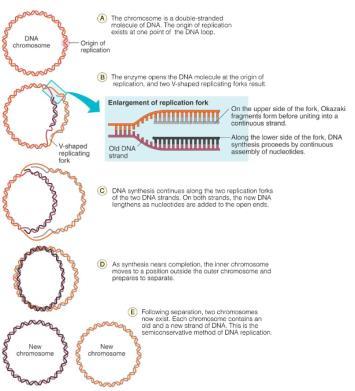 The Central Dogma of Molecular Biology transcription translation DNA RNA Protein replication DNA replication Start with one chromosome or plasmid, end with two Each of the two parental DNA strands is