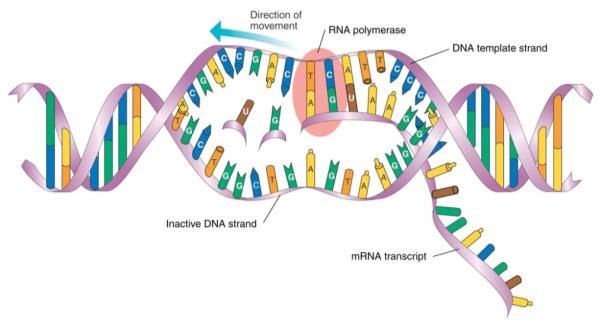 Transcription -- DNA processed into RNA molecules A.